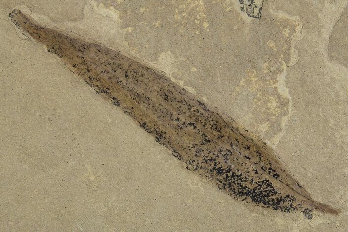 Fossil Leaf (Cedrelospermum) - Green River Formation, Utah #334315